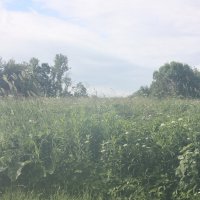 Разнотравье :: Маргарита Б