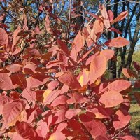 костёр октября :: Елена Шаламова