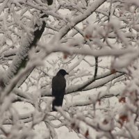 Вчера. Ворона... :: Юрий Куликов