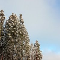 Снежный день :: Ольга Попова (popova/j2011)