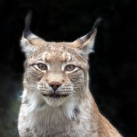 рысь :: Михаил Бибичков