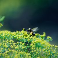 За работой :: Вячеслав Алтай За работой :: Вячеслав Алтай