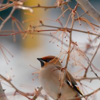 Смотрю на тебя! :: Вячеслав Алтай