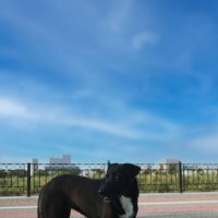 *** :: Елена Алексеева