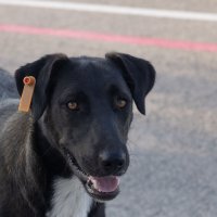 *** :: Елена Алексеева