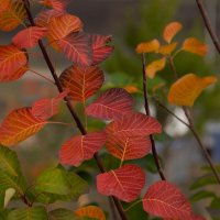 Краски осени. :: Юрий Полторыхин.