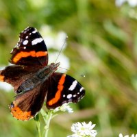 опять про бабочек...99 :: Александр Прокудин