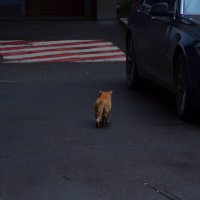 Чужой кот. :: Наталья Вязигина