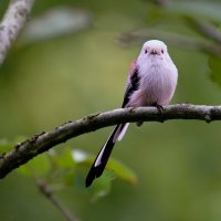 Мир птиц :: Николай Соколухин Мир птиц :: Николай Соколухин