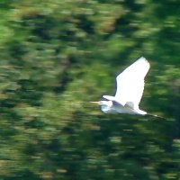 большая белая цапля :: gawrilа - dan