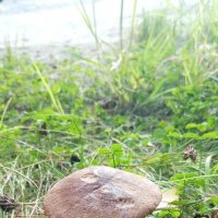 Грибочек. :: Irina 