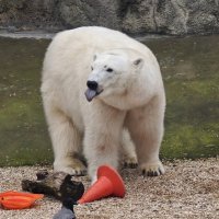 Белая медведица Айка :: <<< Наташа >>>