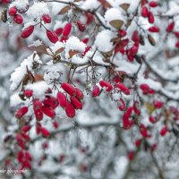 ,,, :: Светлана Ищенко