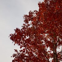 Клен. :: Юрий Полторыхин.