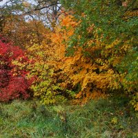 светофор осени :: Лера 