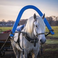 Познакомились и подружились :: Сергей Цветков