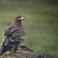 Орёл. :: Светлана Ивановна Медведева