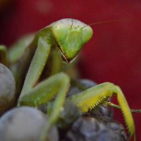 инопланетянин :: Надежда Куркина 