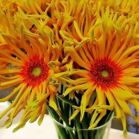 Гербера - это простота и изящество :: Ольга Довженко