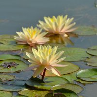 Нимфеи пруда "Бекет" :: Константин Анисимов