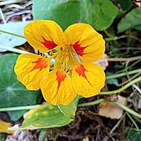 Цветы. :: Владимир Драгунский