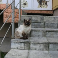 Кошка, которая гуляет сама по себе... :: Ольга Кошка, которая гуляет сама по себе... :: Ольга