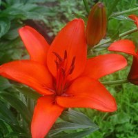 Ли.. летом :: Елена Семигина