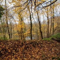 *** :: Николай Гирш