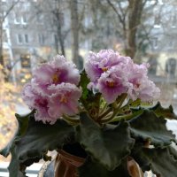 *** :: Валентина Береснева