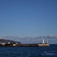 Природа Крыма :: Amazing Cosmea