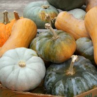 А вы тыквами запаслись в зиму? :-) :: Андрей Заломленков А вы тыквами запаслись в зиму? :-) :: Андрей Заломленков