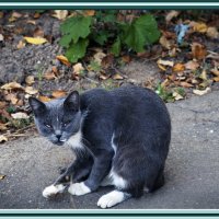 Котик :: Владимир Кроливец