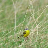 Трясогузка желтая :: Вячеслав Алтай