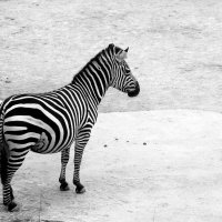 зебра :: Юрий. Шмаков