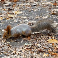 *** :: Игорь Протасов