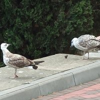 Добыча... :: Галина 