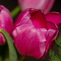 Тюльпан... :: Николай Гирш