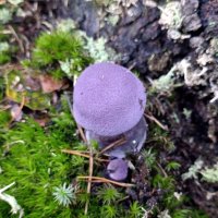 Паутинник (приболотник) фиолетовый. :: Ирина ***