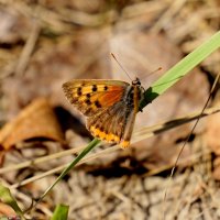 опять про бабочек...101 :: Александр Прокудин опять про бабочек...101 :: Александр Прокудин