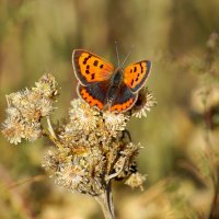 опять про бабочек...105 :: Александр Прокудин опять про бабочек...105 :: Александр Прокудин