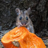 *** :: Viktor Makarov *** :: Viktor Makarov