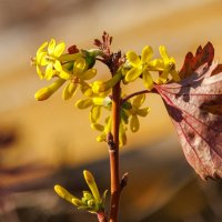 Цветëт смородина в ноябре. :: Светлана Тихонина