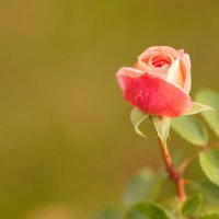 Розочка :: Юрий Полторыхин.