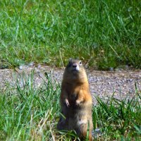 Долго мне ещё стоять ? :: nadyasilyuk Вознюк