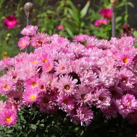 Букет с клумбы :: Любовь Сахарова