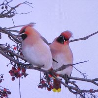 Свиристели :: Людмила Смородинская