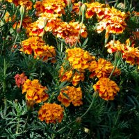 Осенние. :: сергей ермошкин