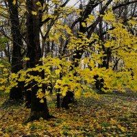 Ноябрьский этюд :: Рита Симонова