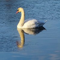 Лебедь в дикой природе. :: Милешкин Владимир Алексеевич Лебедь в дикой природе. :: Милешкин Владимир Алексеевич