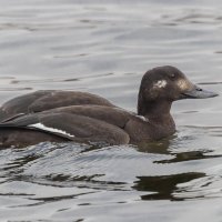 турпан. :: юрий макаров турпан. :: юрий макаров